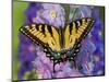 Female Eastern Tiger Swallowtail Butterfly on Delphinium-Darrell Gulin-Mounted Photographic Print