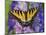 Female Eastern Tiger Swallowtail Butterfly on Delphinium-Darrell Gulin-Mounted Photographic Print