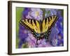 Female Eastern Tiger Swallowtail Butterfly on Delphinium-Darrell Gulin-Framed Photographic Print