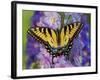 Female Eastern Tiger Swallowtail Butterfly on Delphinium-Darrell Gulin-Framed Photographic Print