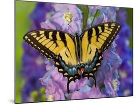 Female Eastern Tiger Swallowtail Butterfly on Delphinium-Darrell Gulin-Mounted Photographic Print