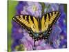 Female Eastern Tiger Swallowtail Butterfly on Delphinium-Darrell Gulin-Stretched Canvas