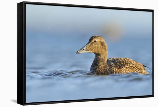 Female Eider (Somateria Mollissima) Swimming on Sea, Outer Hebrides, Scotland, UK, June-Fergus Gill-Framed Stretched Canvas