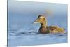 Female Eider (Somateria Mollissima) Swimming on Sea, Outer Hebrides, Scotland, UK, June-Fergus Gill-Stretched Canvas