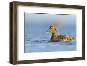 Female Eider (Somateria Mollissima) Swimming on Sea, Outer Hebrides, Scotland, UK, June-Fergus Gill-Framed Photographic Print