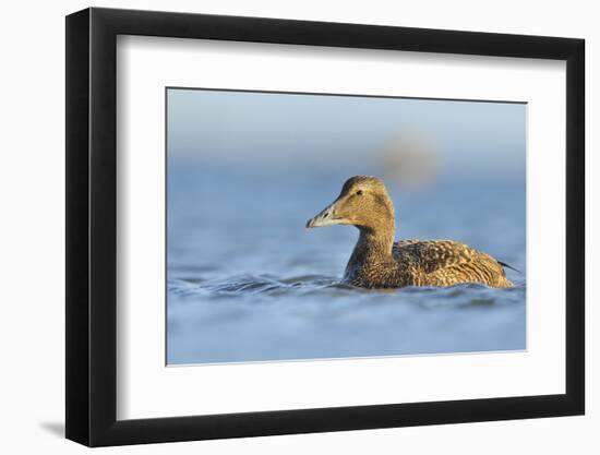 Female Eider (Somateria Mollissima) Swimming on Sea, Outer Hebrides, Scotland, UK, June-Fergus Gill-Framed Photographic Print