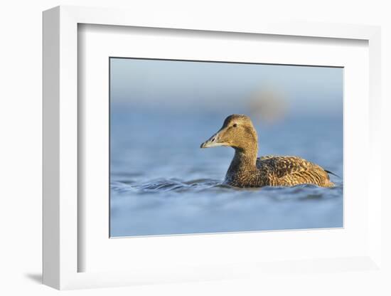 Female Eider (Somateria Mollissima) Swimming on Sea, Outer Hebrides, Scotland, UK, June-Fergus Gill-Framed Photographic Print