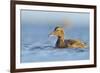 Female Eider (Somateria Mollissima) Swimming on Sea, Outer Hebrides, Scotland, UK, June-Fergus Gill-Framed Photographic Print