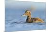 Female Eider (Somateria Mollissima) Swimming on Sea, Outer Hebrides, Scotland, UK, June-Fergus Gill-Mounted Photographic Print