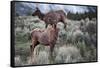 Female Elk (Cervus Canadensis) in Yellowstone National Park, Wyoming-James White-Framed Stretched Canvas