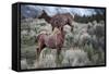 Female Elk (Cervus Canadensis) in Yellowstone National Park, Wyoming-James White-Framed Stretched Canvas