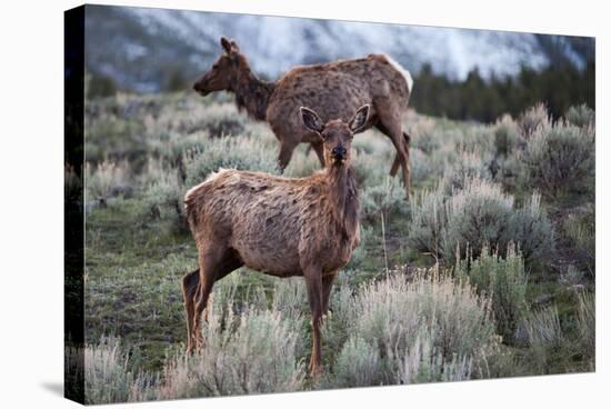 Female Elk (Cervus Canadensis) in Yellowstone National Park, Wyoming-James White-Stretched Canvas