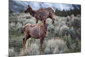 Female Elk (Cervus Canadensis) in Yellowstone National Park, Wyoming-James White-Mounted Premium Photographic Print