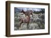 Female Elk (Cervus Canadensis) in Yellowstone National Park, Wyoming-James White-Framed Photographic Print