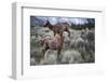 Female Elk (Cervus Canadensis) in Yellowstone National Park, Wyoming-James White-Framed Photographic Print