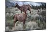 Female Elk (Cervus Canadensis) in Yellowstone National Park, Wyoming-James White-Mounted Photographic Print