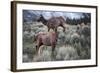 Female Elk (Cervus Canadensis) in Yellowstone National Park, Wyoming-James White-Framed Photographic Print