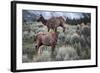 Female Elk (Cervus Canadensis) in Yellowstone National Park, Wyoming-James White-Framed Photographic Print