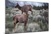 Female Elk (Cervus Canadensis) in Yellowstone National Park, Wyoming-James White-Mounted Photographic Print