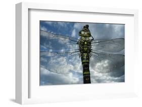 Female Emperor Dragonfly (Anax Imperator) Close-Up, on Twig Above Water with Clouds Reflected-Laurent Geslin-Framed Photographic Print