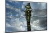 Female Emperor Dragonfly (Anax Imperator) Close-Up, on Twig Above Water with Clouds Reflected-Laurent Geslin-Mounted Photographic Print