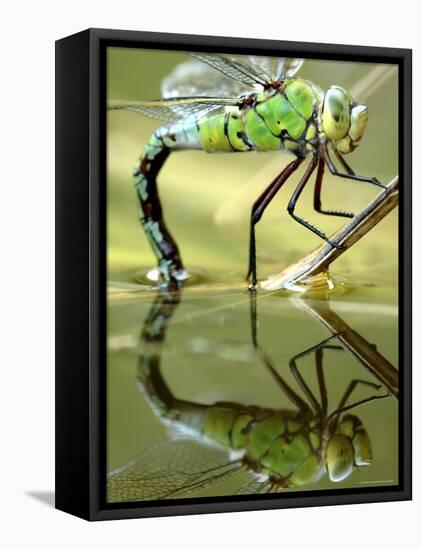 Female Emperor Dragonfly (Anax Imperator) Laying Eggs at the Edge of a Pond, Cornwall, UK-Ross Hoddinott-Framed Stretched Canvas