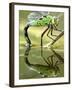 Female Emperor Dragonfly (Anax Imperator) Laying Eggs at the Edge of a Pond, Cornwall, UK-Ross Hoddinott-Framed Photographic Print