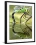 Female Emperor Dragonfly (Anax Imperator) Laying Eggs at the Edge of a Pond, Cornwall, UK-Ross Hoddinott-Framed Photographic Print