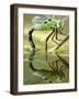 Female Emperor Dragonfly (Anax Imperator) Laying Eggs at the Edge of a Pond, Cornwall, UK-Ross Hoddinott-Framed Photographic Print