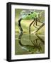 Female Emperor Dragonfly (Anax Imperator) Laying Eggs at the Edge of a Pond, Cornwall, UK-Ross Hoddinott-Framed Photographic Print