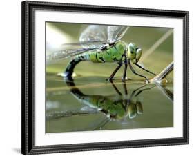 Female Emperor Dragonfly Laying Eggs at the Edge of a Pond. Cornwall, UK-Ross Hoddinott-Framed Photographic Print