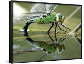 Female Emperor Dragonfly Laying Eggs at the Edge of a Pond. Cornwall, UK-Ross Hoddinott-Framed Photographic Print