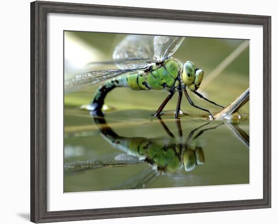 Female Emperor Dragonfly Laying Eggs at the Edge of a Pond. Cornwall, UK-Ross Hoddinott-Framed Photographic Print