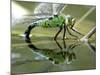 Female Emperor Dragonfly Laying Eggs at the Edge of a Pond. Cornwall, UK-Ross Hoddinott-Mounted Photographic Print