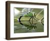 Female Emperor Dragonfly Laying Eggs at the Edge of a Pond. Cornwall, UK-Ross Hoddinott-Framed Photographic Print