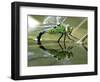 Female Emperor Dragonfly Laying Eggs at the Edge of a Pond. Cornwall, UK-Ross Hoddinott-Framed Photographic Print