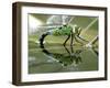 Female Emperor Dragonfly Laying Eggs at the Edge of a Pond. Cornwall, UK-Ross Hoddinott-Framed Photographic Print