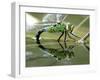 Female Emperor Dragonfly Laying Eggs at the Edge of a Pond. Cornwall, UK-Ross Hoddinott-Framed Photographic Print