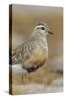 Female Eurasian Dotterel (Charadrius Morinellus) Grampian Mountains, Cairngorms Np, Scotland, UK-Mark Hamblin-Stretched Canvas