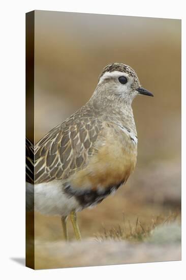 Female Eurasian Dotterel (Charadrius Morinellus) Grampian Mountains, Cairngorms Np, Scotland, UK-Mark Hamblin-Stretched Canvas