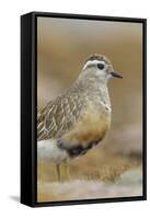 Female Eurasian Dotterel (Charadrius Morinellus) Grampian Mountains, Cairngorms Np, Scotland, UK-Mark Hamblin-Framed Stretched Canvas