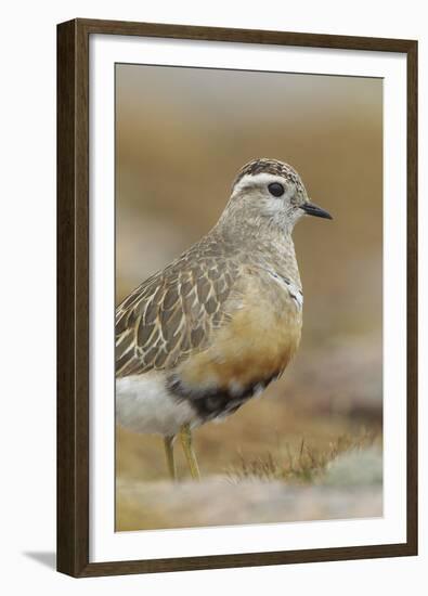 Female Eurasian Dotterel (Charadrius Morinellus) Grampian Mountains, Cairngorms Np, Scotland, UK-Mark Hamblin-Framed Premium Photographic Print