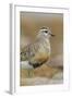 Female Eurasian Dotterel (Charadrius Morinellus) Grampian Mountains, Cairngorms Np, Scotland, UK-Mark Hamblin-Framed Premium Photographic Print