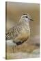 Female Eurasian Dotterel (Charadrius Morinellus) Grampian Mountains, Cairngorms Np, Scotland, UK-Mark Hamblin-Stretched Canvas