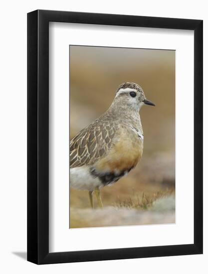 Female Eurasian Dotterel (Charadrius Morinellus) Grampian Mountains, Cairngorms Np, Scotland, UK-Mark Hamblin-Framed Photographic Print