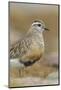 Female Eurasian Dotterel (Charadrius Morinellus) Grampian Mountains, Cairngorms Np, Scotland, UK-Mark Hamblin-Mounted Photographic Print