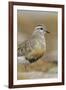 Female Eurasian Dotterel (Charadrius Morinellus) Grampian Mountains, Cairngorms Np, Scotland, UK-Mark Hamblin-Framed Photographic Print