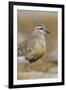 Female Eurasian Dotterel (Charadrius Morinellus) Grampian Mountains, Cairngorms Np, Scotland, UK-Mark Hamblin-Framed Photographic Print