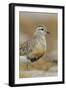 Female Eurasian Dotterel (Charadrius Morinellus) Grampian Mountains, Cairngorms Np, Scotland, UK-Mark Hamblin-Framed Photographic Print