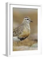 Female Eurasian Dotterel (Charadrius Morinellus) Grampian Mountains, Cairngorms Np, Scotland, UK-Mark Hamblin-Framed Photographic Print